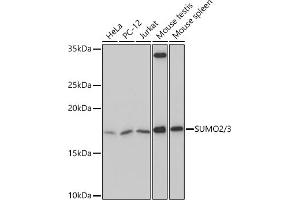 Western blot analysis of extracts of various cell lines, using SUMO2/3 Rabbit mAb (ABIN7270370) at 1:500 dilution. (SUMO2 antibody)