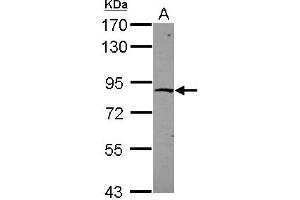 Western Blotting (WB) image for anti-Zinc Finger Protein 226 (ZNF226) (N-Term) antibody (ABIN1494116)