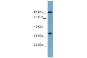 WB Suggested Anti-SDS Antibody Titration:  0. (serine Dehydratase antibody  (Middle Region))