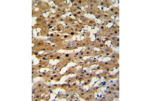 Immunohistochemistry (IHC) image for anti-Alcohol Dehydrogenase 5 (Class III), chi Polypeptide (ADH5) antibody (ABIN3003804) (ADH5 antibody)