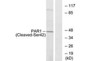 Western blot analysis of extracts from Jurkat cells, using PAR1 (Cleaved-Ser42) Antibody. (PAR1 antibody  (Cleaved-Ser42))