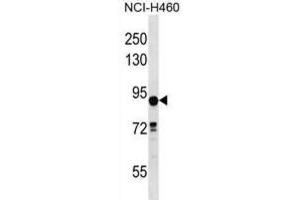 Western Blotting (WB) image for anti-Deleted in Lung and Esophageal Cancer 1 (DLEC1) antibody (ABIN2998641) (DLEC1 antibody)