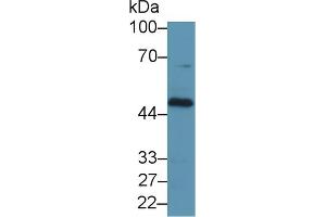 Western Blot; Sample: Human HepG2 cell lysate; Primary Ab: 1µg/ml Rabbit Anti-Human FcgRT Antibody Second Ab: 0.