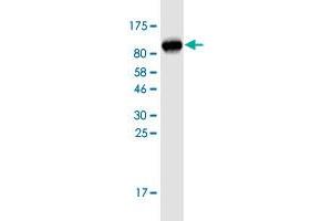 Western Blot detection against Immunogen (84. (DKC1 antibody  (AA 1-514))