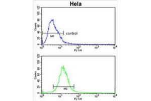 ADH6 Antibody (Center) flow cytometric analysis of Hela cells (bottom histogram) compared to a negative control cell (top histogram). (ADH6 antibody  (Middle Region))