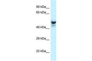 Image no. 1 for anti-Phosphatase and Actin Regulator 3 (PHACTR3) (AA 240-289) antibody (ABIN6747673) (PHACTR3 antibody  (AA 240-289))