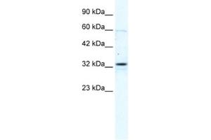 Western Blotting (WB) image for anti-Gap Junction Protein, beta 1, 32kDa (GJB1) antibody (ABIN2461383) (GJB1 antibody)