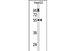SEPSECS Antibody (C-term) (ABIN1537342 and ABIN2849889) western blot analysis in HepG2 cell line lysates (35 μg/lane). (SEPSECS antibody  (C-Term))