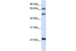 UNCX antibody used at 0. (UNCX antibody  (N-Term))