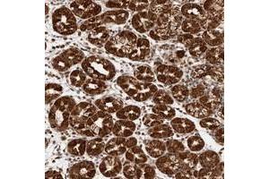 Immunohistochemical staining of human stomach with SEC14L1 polyclonal antibody  shows strong granular cytoplasmic and nuclear positivity in glandular cells at 1:50-1:200 dilution.