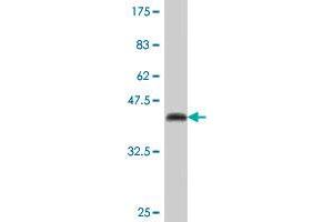 Western Blot detection against Immunogen (41. (DUSP10 antibody  (AA 1-140))