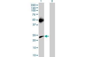 Western Blot analysis of MS4A3 expression in transfected 293T cell line by MS4A3 MaxPab polyclonal antibody.