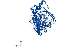 Protein Structure (PS) image for butyrobetaine (Gamma), 2-Oxoglutarate Dioxygenase (Gamma-butyrobetaine Hydroxylase) 1 (BBOX1) (AA 1-387) protein (His tag) (ABIN7552813)