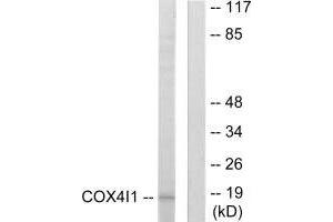 Western blot analysis of extracts from A549 cells, using COX41 antibody. (COX IV antibody  (N-Term))