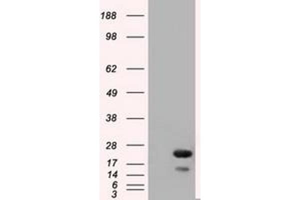 RAB17 antibody