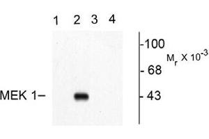 Image no. 1 for anti-Mitogen-Activated Protein Kinase Kinase 1 (MAP2K1) (pThr292) antibody (ABIN221138) (MEK1 antibody  (pThr292))