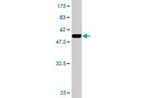 Western Blot detection against Immunogen (49. (RBPMS antibody  (AA 1-219))