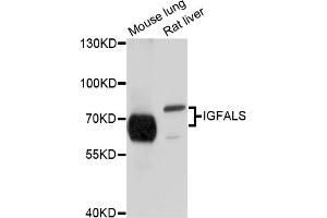 Western blot analysis of extracts of various cell lines, using IGFALS antibody (ABIN4904015) at 1:1000 dilution. (IGFALS antibody)