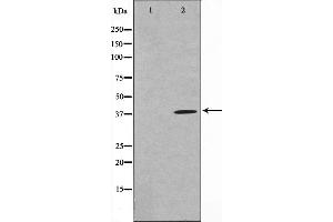 Western blot analysis on 293 cell lysate using MOS Antibody,The lane on the left is treated with the antigen-specific peptide. (MOS antibody)