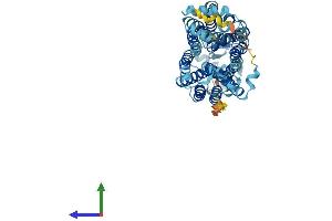 AlphaFold protein structure predicition of Human Recombinant SLC22A1 Protein, UniprotID O15245