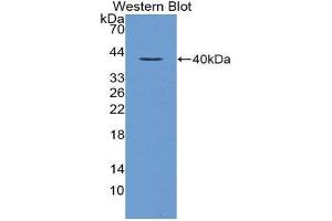 Western Blotting (WB) image for anti-Loricrin (LOR) (AA 210-295) antibody (ABIN1869002)