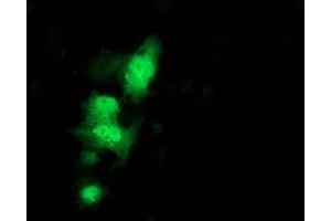 Anti-C1orf50 mouse monoclonal antibody (ABIN2454573) immunofluorescent staining of COS7 cells transiently transfected by pCMV6-ENTRY C1orf50 (RC200134). (C1ORF50 antibody)