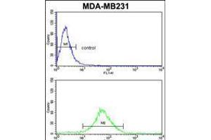 Flow cytometric analysis of MDA-MB231 cells (bottom histogram) compared to a negative control cell (top histogram). (FMO3 antibody  (N-Term))