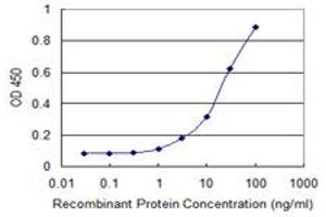 Detection limit for recombinant GST tagged HIPK2 is 0. (HIPK2 antibody  (AA 961-1065))