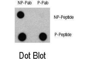 Dot blot analysis of Phospho-LC3 (APG8a) - Ser12 Antibody and Non phospho-LC3 (APG8a) Antibody on nitrocellulose membrane. (MAP1LC3A antibody  (N-Term, pSer12))