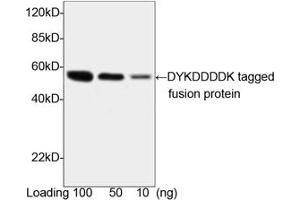Image no. 2 for anti-DDDDK Tag (C-Term) antibody (ABIN296895) (DDDDK Tag antibody  (C-Term))