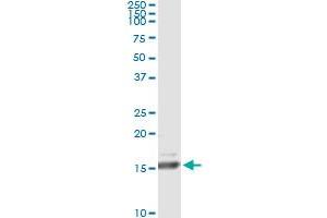 Immunoprecipitation of RLN1 transfected lysate using anti-RLN1 monoclonal antibody and Protein A Magnetic Bead , and immunoblotted with RLN1 MaxPab rabbit polyclonal antibody. (Relaxin 1 antibody  (AA 27-185))