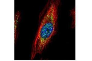 ICC/IF Image Confocal immunofluorescence analysis (Olympus FV10i) of paraformaldehyde-fixed HeLa, using TRIM27, antibody (Green) at 1:500 dilution. (TRIM27 antibody)