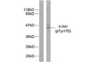 Western blot analysis of extracts from HeLa cells treated with UV, using c-Jun (Phospho-Tyr170) Antibody. (C-JUN antibody  (pTyr170))