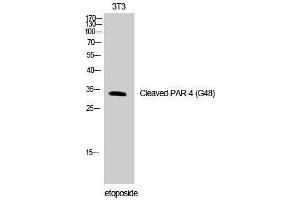 Western Blotting (WB) image for anti-Coagulation Factor II (Thrombin) Receptor-Like 3 (F2RL3) (cleaved), (Gly48) antibody (ABIN3181824)