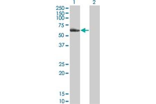 TR4 antibody  (AA 43-152)