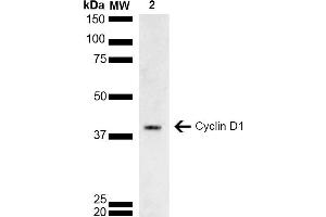 Western blot analysis of Rat brain lysate showing detection of ~33. (Cyclin D1 antibody  (AA 1-100) (FITC))