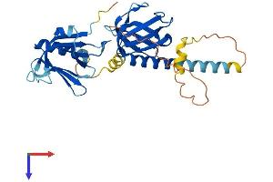 DOK5 Protein (AA 1-306) (His tag)