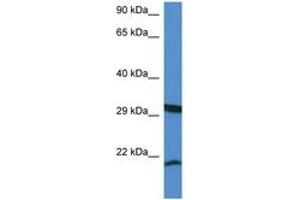 Image no. 1 for anti-Ras Homolog Enriched in Brain Like 1 (RHEBL1) (AA 27-76) antibody (ABIN6746359) (RHEBL1 antibody  (AA 27-76))