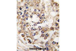Formalin-fixed and paraffin-embedded human testis tissue reacted with PDX1 polyclonal antibody  , which was peroxidase-conjugated to the secondary antibody, followed by DAB staining. (PDX1 antibody  (N-Term))