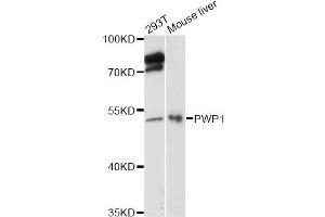 Western blot analysis of extracts of various cell lines, using PWP1 antibody (ABIN6293029) at 1:3000 dilution. (PWP1 antibody)
