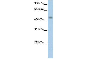 WB Suggested Anti-FARS2 Antibody Titration:  5. (FARS2 antibody  (N-Term))