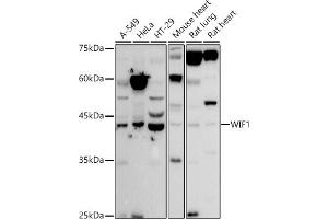 Western blot analysis of extracts of various cell lines, using WIF1 antibody (ABIN6128927, ABIN6150218, ABIN6150220 and ABIN6221033) at 1:500 dilution. (WIF1 antibody  (AA 29-220))