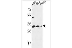 PYCR1 Antibody (C-term) (ABIN653849 and ABIN2843112) western blot analysis in K562,WiDr,HepG2 cell line lysates (35 μg/lane).