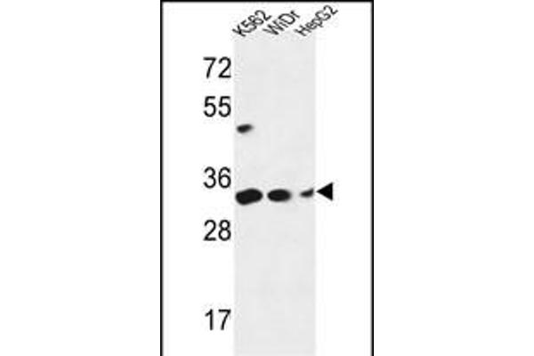 PYCR1 antibody  (C-Term)