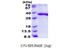 Figure annotation denotes ug of protein loaded and % gel used. (JAM2 Protein)