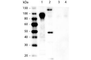 Western Blot of Mouse anti-6xHIS Tag Antibody. (His Tag antibody)