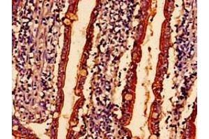 Immunohistochemistry analysis of human small intestine tissue using ABIN7160393 at dilution of 1:100