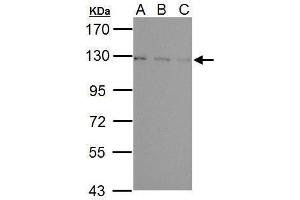 Western Blotting (WB) image for anti-Ubiquitin Specific Peptidase 15 (USP15) (C-Term) antibody (ABIN2855881)