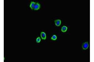 Immunofluorescent analysis of HepG2 cells using ABIN7143790 at dilution of 1:100 and Alexa Fluor 488-congugated AffiniPure Goat Anti-Rabbit IgG(H+L) (alpha 2 Macroglobulin antibody  (AA 1216-1467))