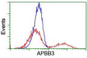 HEK293T cells transfected with either RC219752 overexpress plasmid (Red) or empty vector control plasmid (Blue) were immunostained by anti-APBB3 antibody (ABIN2455171), and then analyzed by flow cytometry. (APBB3 antibody)